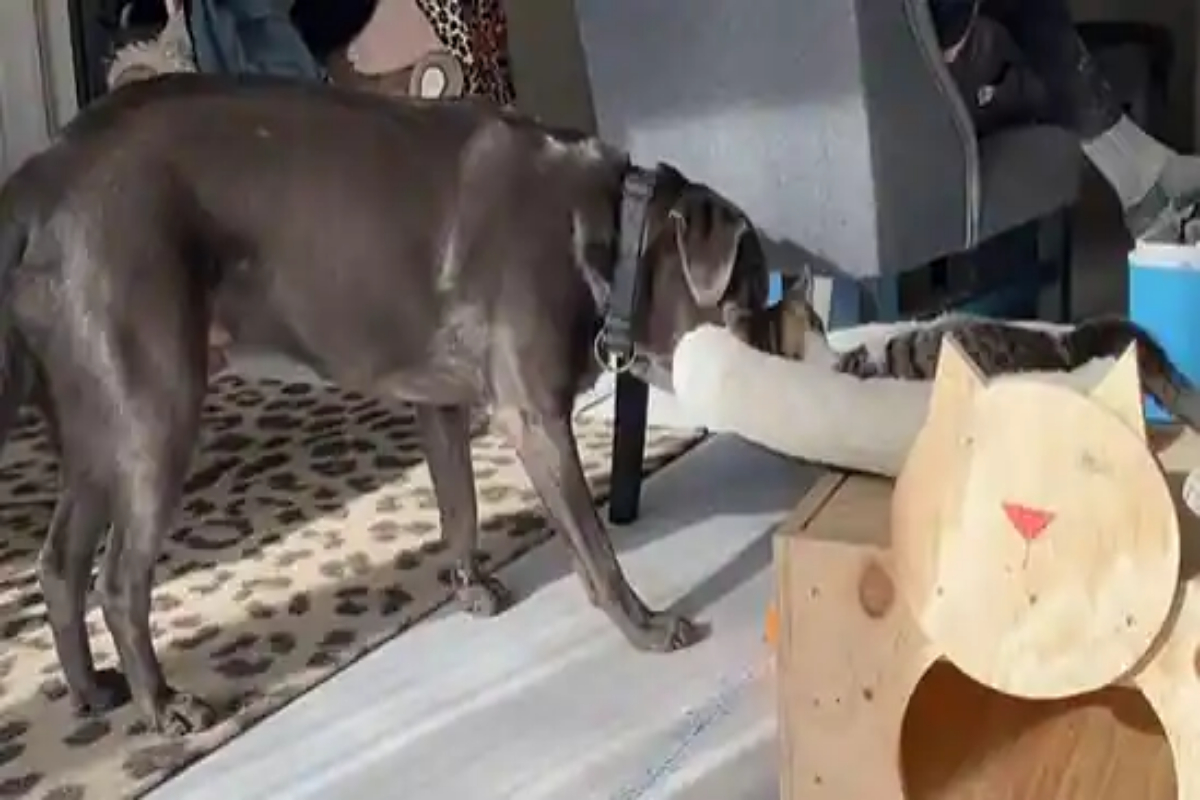 Dog takes bed from beneath