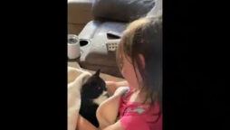 Video of a young girl singing to her adorable kitten goes viral