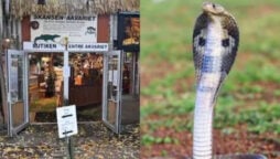 King Cobra Returns To Terrarium After Escaping Swedish Zoo