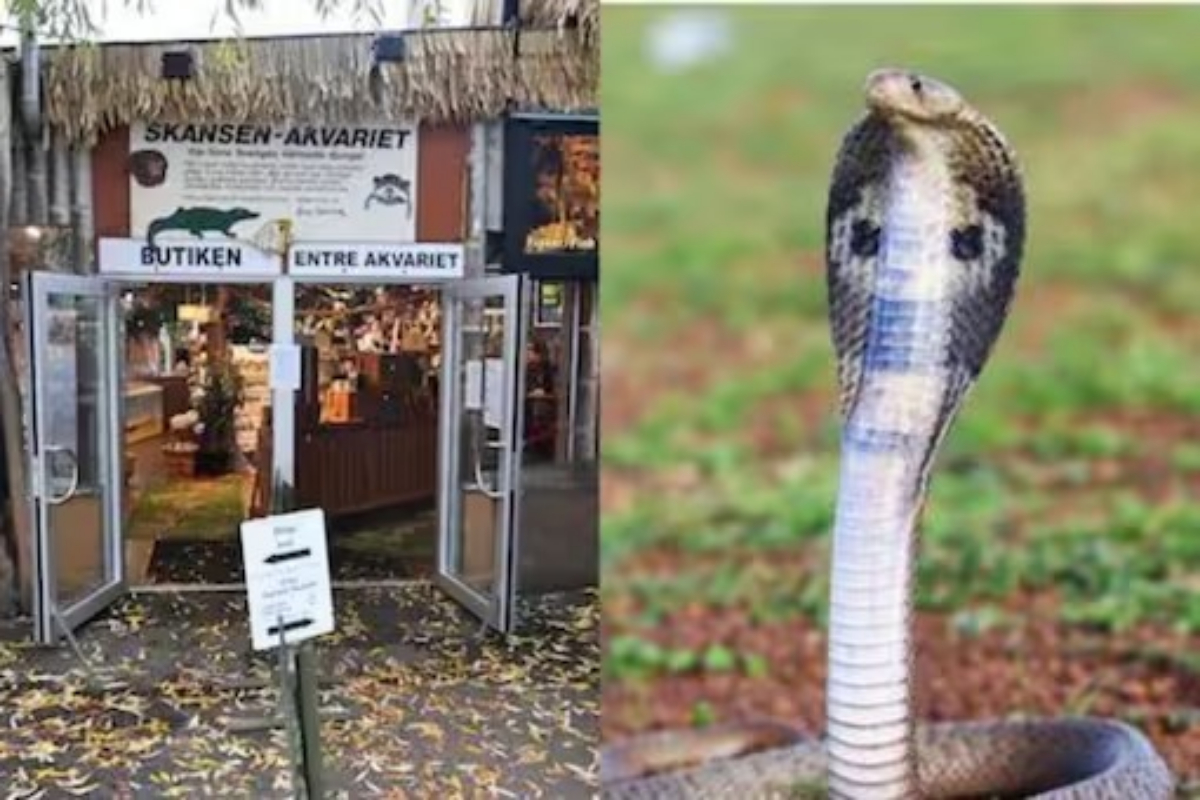 King Cobra Returns