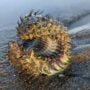 Stunned beachgoer finds ‘alien’ on British coast
