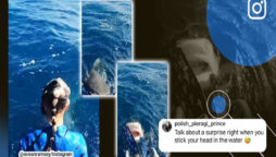 “Just another day at this office”: Diver escapes a tiger shark. Watch
