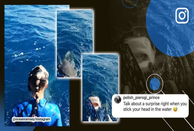 “Just another day at this office”: Diver escapes a tiger shark. Watch