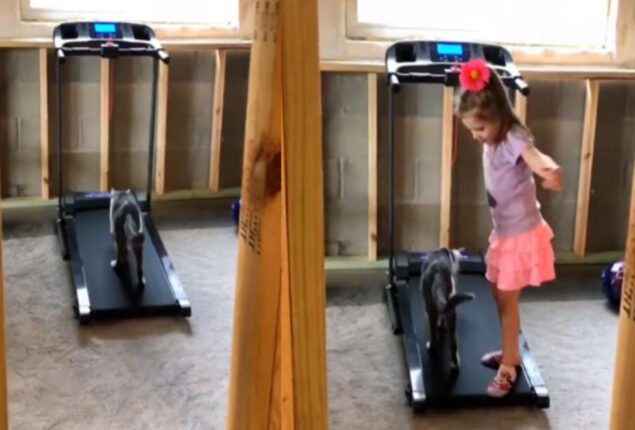 Watch: Little girl teach a cat to use a treadmill is cute