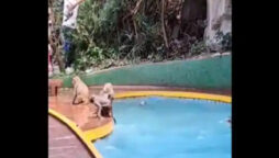 Monkeys