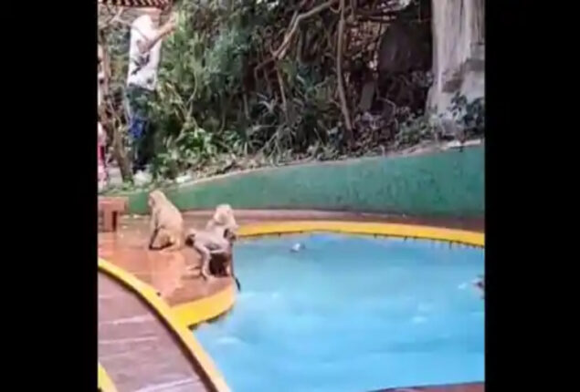 Watch this adorable video of monkeys jumping in a pool