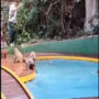 Watch this adorable video of monkeys jumping in a pool