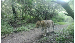 leopards Islamabad