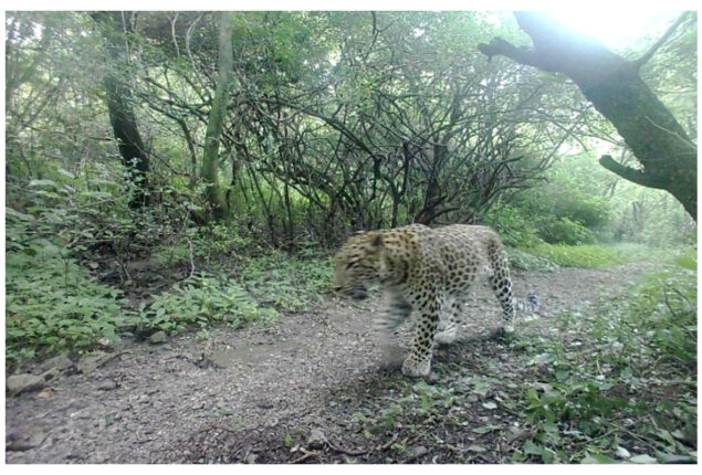 Hiking trail closed after leopards sighted in Islamabad outskirts  