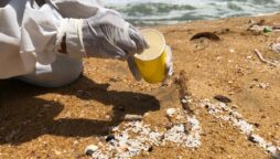 After finding record levels of plastic nurdles on beaches, environmentalists urge stricter laws