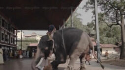 Kerala elephant throws man during pre-wedding photoshoot: Watch