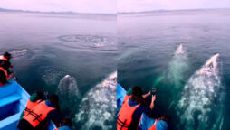 Watch: viral video shows grey whales swimming near tourist boat