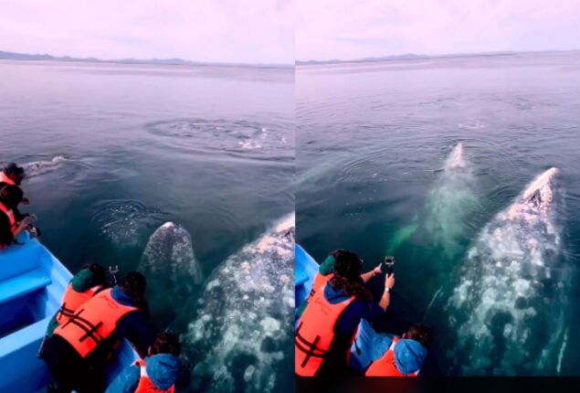 Watch: viral video shows grey whales swimming near tourist boat