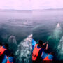 Watch: viral video shows grey whales swimming near tourist boat