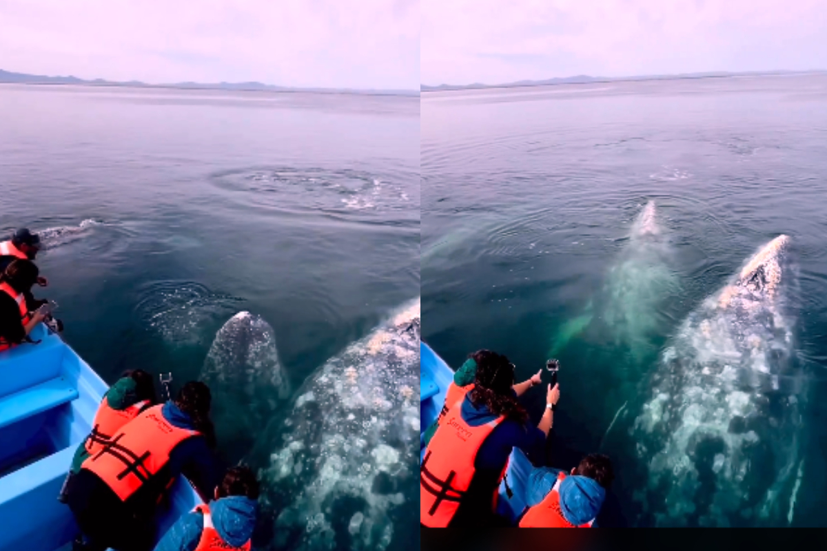 grey whales swimming boat
