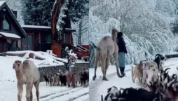 Camel enjoys first snowfall with friends and expresses joy