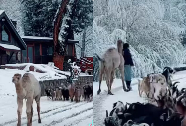 Camel enjoys first snowfall with friends and expresses joy