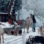 Camel enjoys first snowfall with friends and expresses joy