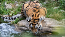 After 85 years, the bones of the last thylacine were found in a closet