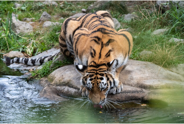After 85 years, the bones of the last thylacine were found in a closet