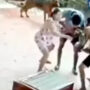 Giant snake attack a man and bite him on the face :viral video