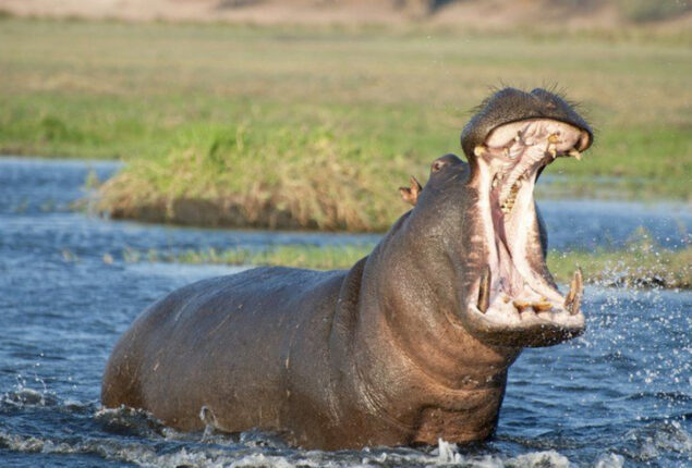 Two-year-old toddler swallowed by hippo, spit out by onlooker