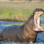 Two-year-old toddler swallowed by hippo, spit out by onlooker