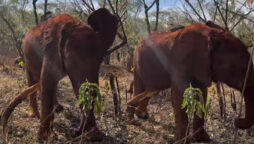 Baby elephant masters how to scratch from head to toe