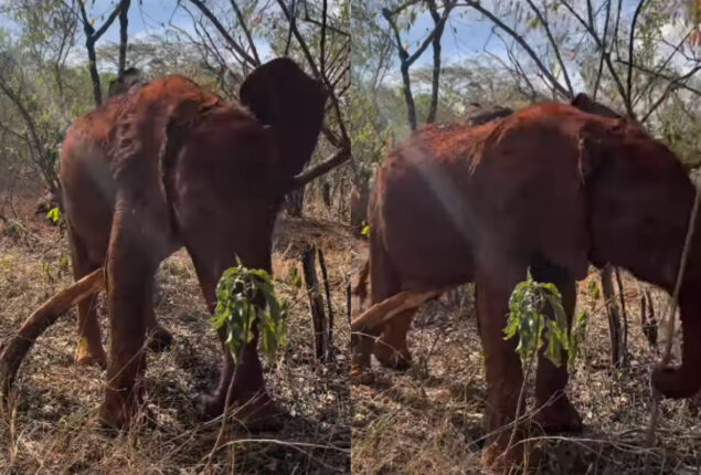 Baby elephant masters how to scratch from head to toe