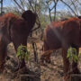 Baby elephant masters how to scratch from head to toe