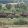 Elephant herd leaves forest to find ragi in Tamil Nadu: Watch
