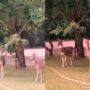 Amazing video: Monkey helped two deer to eat leaves