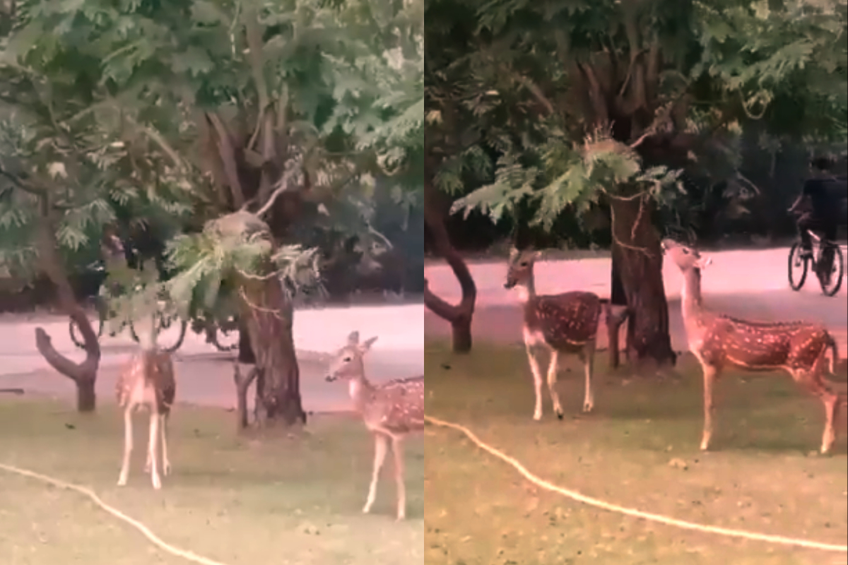 Monkey helped two deer