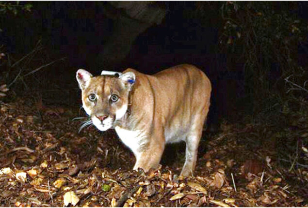 Los Angeles’ famed ‘Hollywood Cat’ graciously euthanized