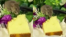 Viral Video: Rat eats a slice of cake that was served at meeting