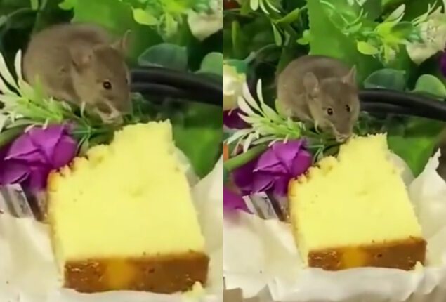 Rat eats cake