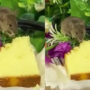 Viral Video: Rat eats a slice of cake that was served at meeting