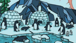 Optical Illusion: Spot a seal among Antarctic penguins in 10 second