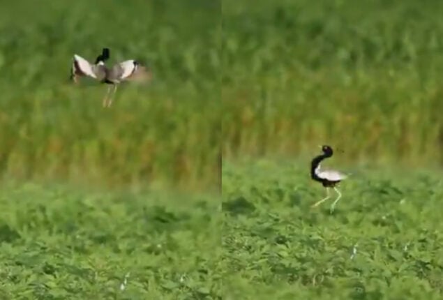 Netizens amazes by Lesser Floridan’s courtship dance