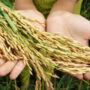 Webinar held on population and food security