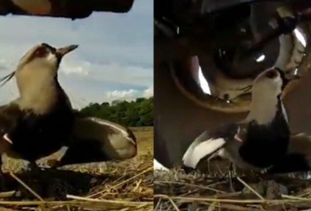 Old Video of Bird