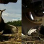 Old Video of Bird protecting eggs from tractor goes viral