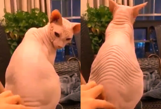 Watch viral: Person can be seen rubbing cat’s back
