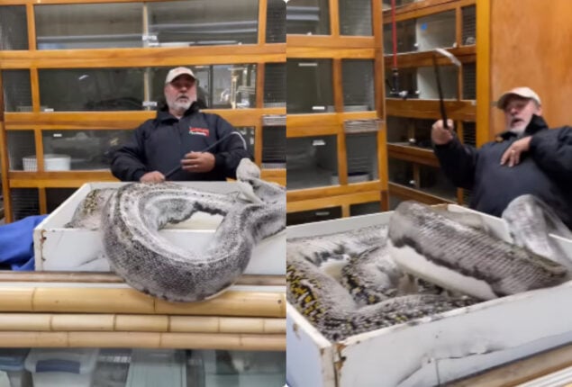 python