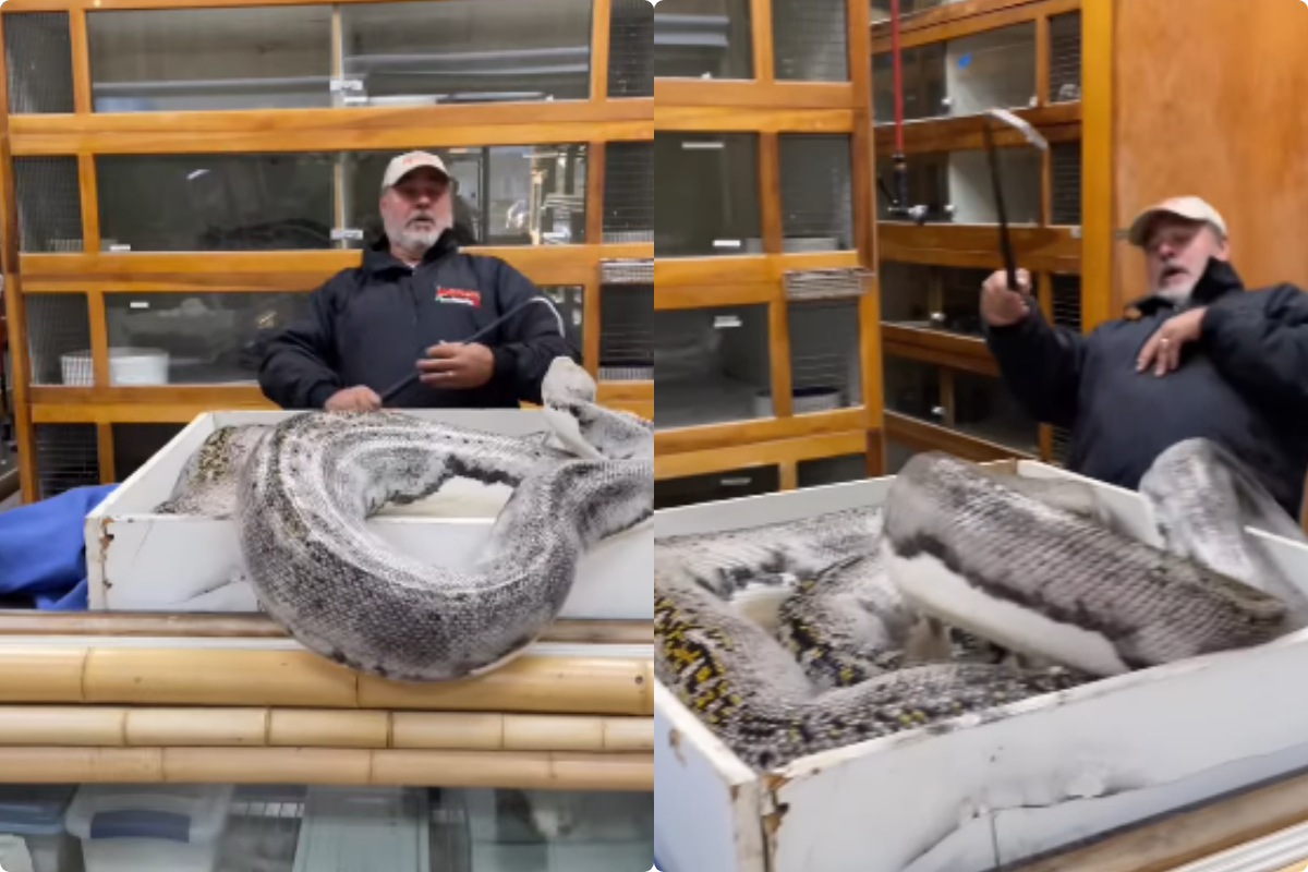 python