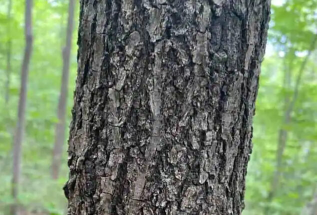 Optical Illusion: Can You Find the Moth in 11 Seconds?