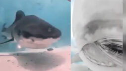 Shark chased scuba diver, swallowed camera, then spat it out