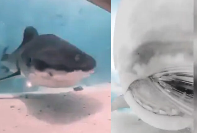 Shark chased scuba diver, swallowed camera, then spat it out