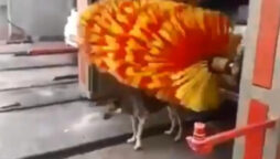 Dog getting back rubs