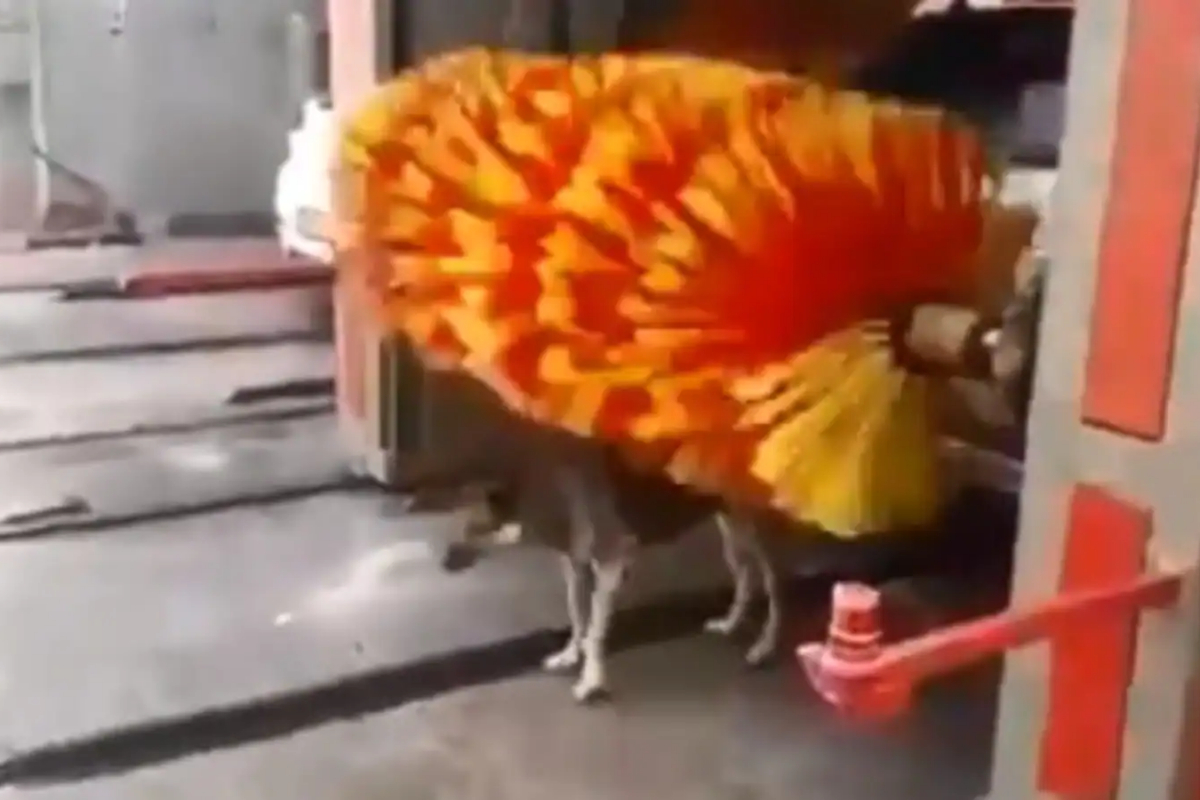 Dog getting back rubs